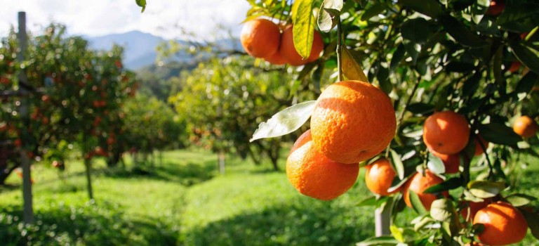 Cyprus has over 3,000 hectares of fruit trees - The Villa Gr