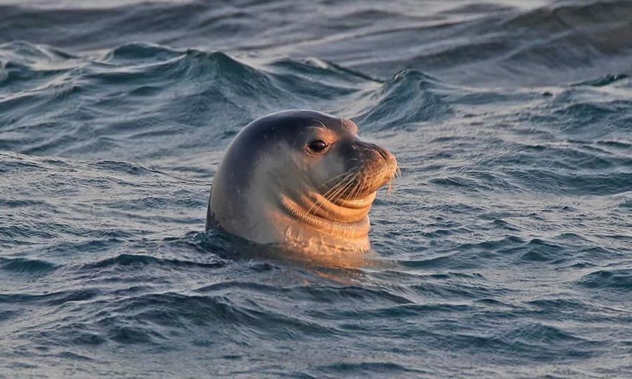 A total of 19 Monk seals in Cyprus