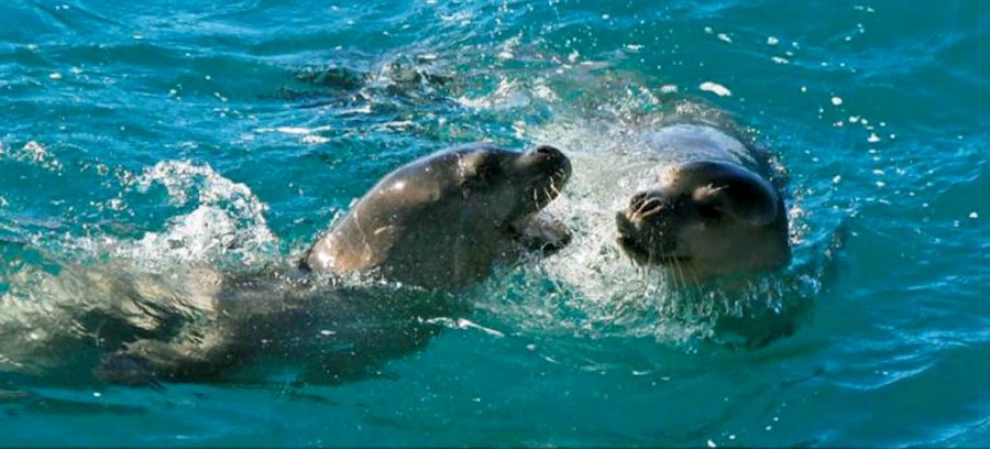 Two seals born in same cave in Ayia Napa