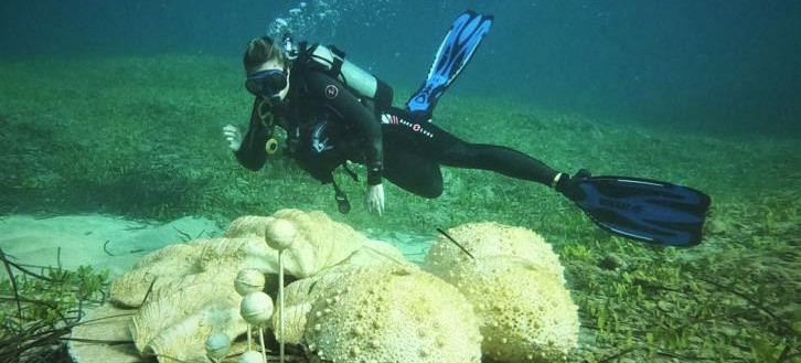 Underwater sculpture composition of supernatural size shells in Paphos