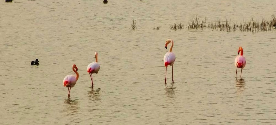 1180 flamingos at Larnaca Salt Lake and counting